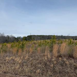 Photo #6 of  35.0 acres