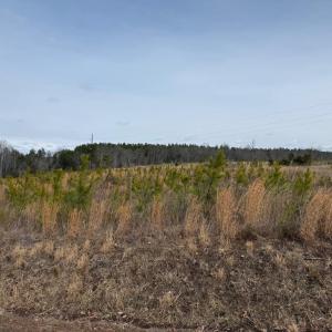 Photo #7 of  35.0 acres