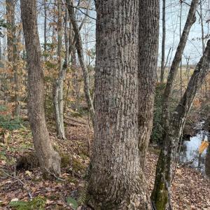 Photo #18 of  35.0 acres