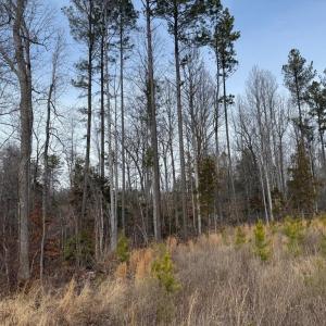 Photo #24 of  35.0 acres