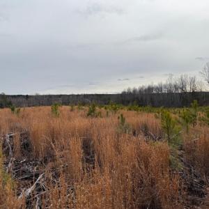 Photo #31 of  35.0 acres