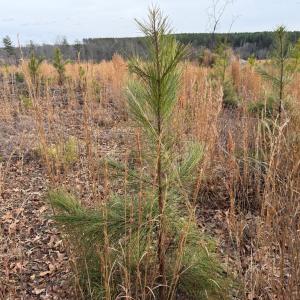 Photo #33 of  35.0 acres