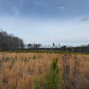 Photo #35 of  35.0 acres