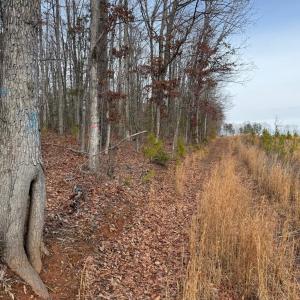 Photo #40 of  35.0 acres