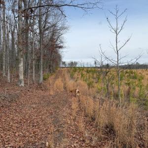 Photo #42 of  35.0 acres