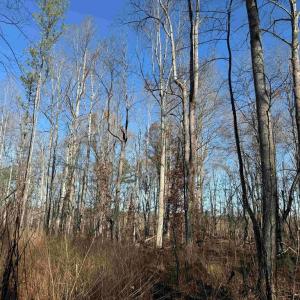 Photo #10 of WINNSVILLE DRIVE (TRACT: TANAGER ET2 2021), BREMO BLUFF, VA 159.0 acres