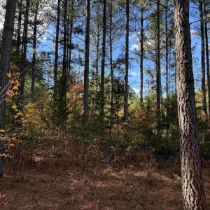 Photo #8 of OFF OF SHORES ROAD (TRACT: TANAGER ET2 2020), SCOTTSVILLE, VA 153.1 acres
