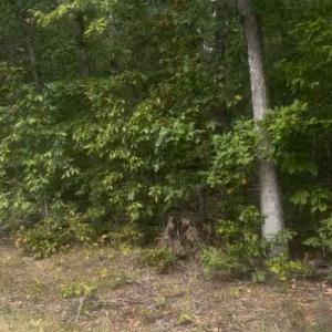 Photo #2 of LOG CABIN, BEAVERDAM, VA 19.2 acres