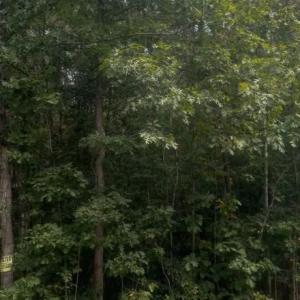 Photo #4 of LOG CABIN, BEAVERDAM, VA 19.2 acres