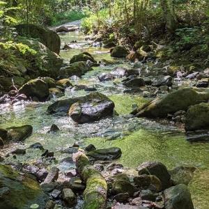 Photo #9 of PERRY LANE, LOVINGSTON, VA 5.0 acres