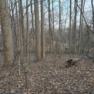 Photo #12 of THOROUGHFARE RD, CULPEPER, VA 3.7 acres