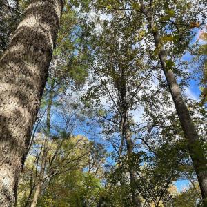 Photo #11 of PINE HILL, SPERRYVILLE, VA 7.9 acres