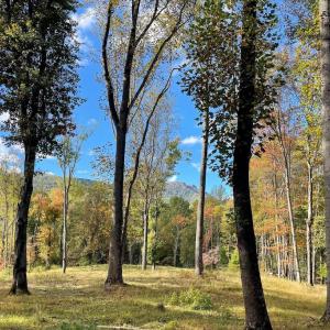 Photo #4 of PINE HILL, SPERRYVILLE, VA 7.9 acres