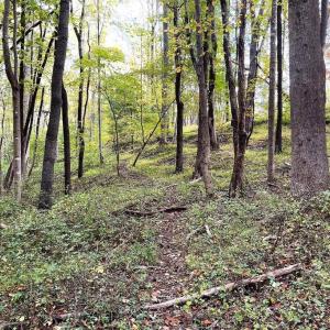 Photo #6 of PINE HILL, SPERRYVILLE, VA 7.9 acres