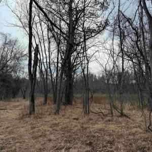 Photo #9 of WEST RIVER ROAD (RT. 6) (TRACT: JR C.B. MOON-1), SCOTTSVILLE, VA 116.0 acres