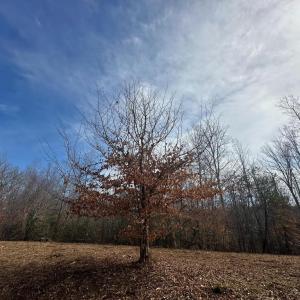 Photo #12 of 14928 DOVEY RD, SPOTSYLVANIA, VA 3.1 acres