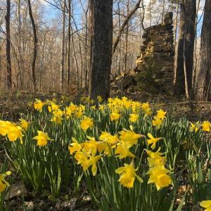 Photo #15 of DOVEY RD, SPOTSYLVANIA, VA 12.2 acres