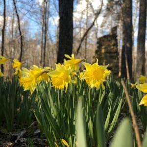 Photo #16 of DOVEY RD, SPOTSYLVANIA, VA 12.2 acres