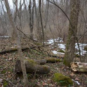 Photo #15 of 480 BEYLORS FERRY RD, RILEYVILLE, VA 4.9 acres