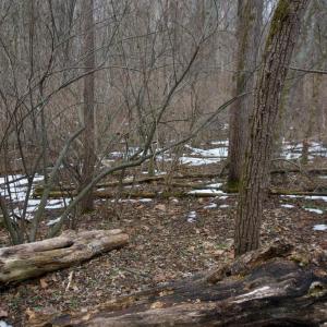 Photo #16 of 480 BEYLORS FERRY RD, RILEYVILLE, VA 4.9 acres