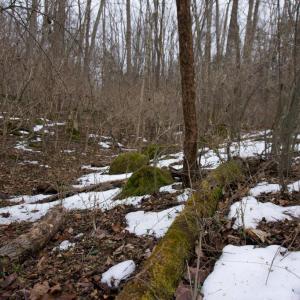 Photo #17 of 480 BEYLORS FERRY RD, RILEYVILLE, VA 4.9 acres