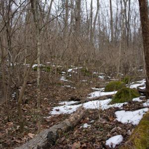 Photo #18 of 480 BEYLORS FERRY RD, RILEYVILLE, VA 4.9 acres