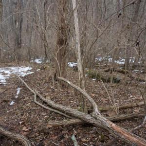 Photo #21 of 480 BEYLORS FERRY RD, RILEYVILLE, VA 4.9 acres