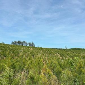 Photo #11 of WEST RIVER ROAD (TRACT: JR C.B. MOON-2), SCOTTSVILLE, VA 142.0 acres