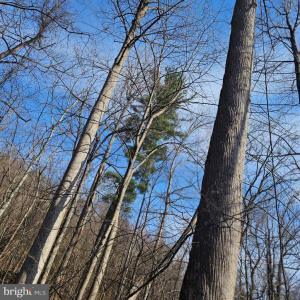 Photo #5 of 2245 RED BIRD DR, STANARDSVILLE, VA 31.9 acres