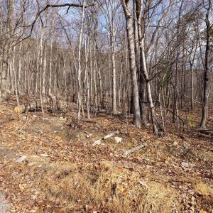 Photo #19 of NATIONAL FOREST ACCESS RD, LURAY, VA 1.3 acres