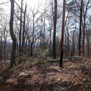 Photo #20 of NATIONAL FOREST ACCESS RD, LURAY, VA 1.3 acres