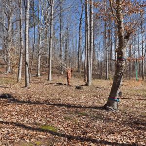 Photo #7 of MARQUIS RD, ORANGE, VA 7.5 acres