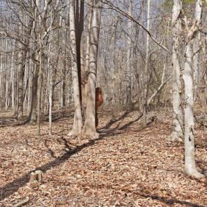 Photo #12 of MARQUIS RD, ORANGE, VA 7.5 acres