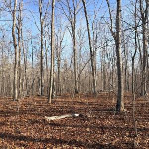 Photo #1 of R/W OFF JUSTICE DR, ORANGE, VA 10.0 acres