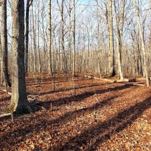 Photo #2 of R/W OFF JUSTICE DR, ORANGE, VA 10.0 acres