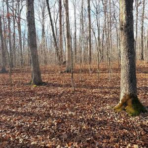 Photo #3 of R/W OFF JUSTICE DR, ORANGE, VA 10.0 acres