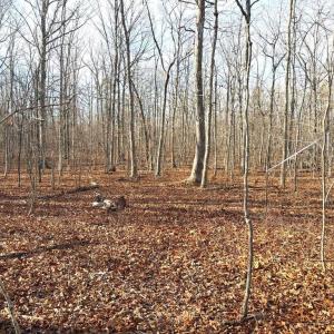 Photo #5 of R/W OFF JUSTICE DR, ORANGE, VA 10.0 acres