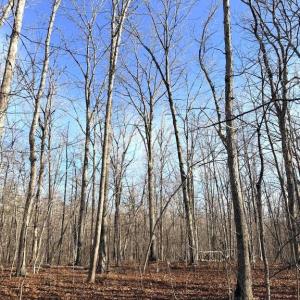 Photo #7 of R/W OFF JUSTICE DR, ORANGE, VA 10.0 acres