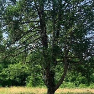 Photo #1 of 11900 POST OAK RD, SPOTSYLVANIA, VA 7.0 acres