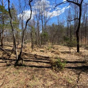 Photo #8 of 8424 KILBY RD, CULPEPER, VA 5.1 acres