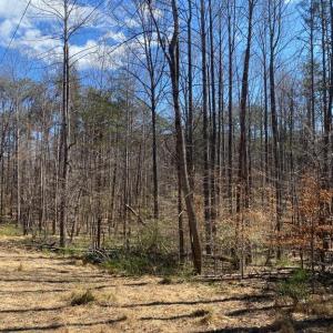 Photo #5 of 8424 KILBY RD, CULPEPER, VA 5.1 acres