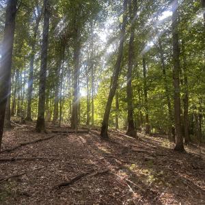 0.75 Acre Building Lots
