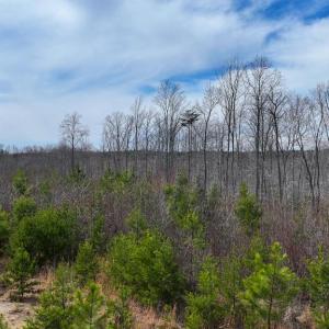 Photo #7 of WESBEY DR, LOUISA, VA 13.2 acres