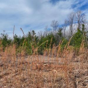 Photo #8 of WESBEY DR, LOUISA, VA 13.2 acres