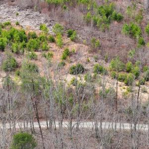 Photo #11 of WESBEY DR, LOUISA, VA 13.2 acres