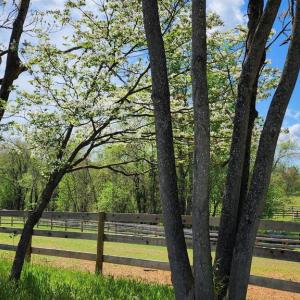 Photo #45 of 6478 LAUREL HILL LN, RIXEYVILLE, VA 8.0 acres