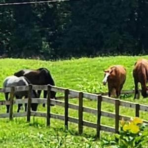 Photo #46 of 6478 LAUREL HILL LN, RIXEYVILLE, VA 8.0 acres