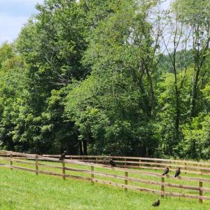 Photo #47 of 6478 LAUREL HILL LN, RIXEYVILLE, VA 8.0 acres