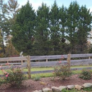 Photo #48 of 6478 LAUREL HILL LN, RIXEYVILLE, VA 8.0 acres