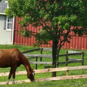 Photo #49 of 6478 LAUREL HILL LN, RIXEYVILLE, VA 8.0 acres